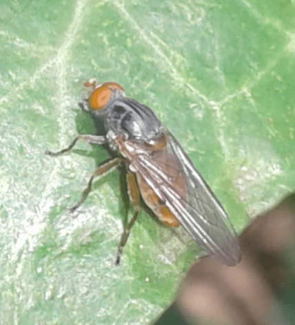Syrphidae : maschio di Brachyopa sp.?  S, cfr....